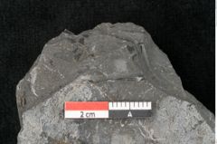 Foto (Detailansicht) von Thinnfeldia lunzensis Ettingshausen (NHMW-GEO-2024-0188-10592)